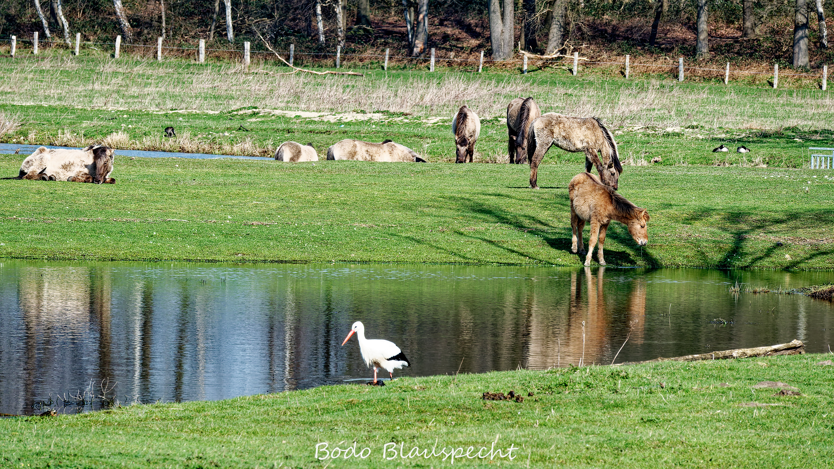 Konik   Samson  Steveraue 2020.03.14 11.10 03 WEB 1